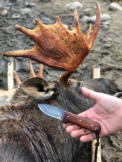 Hunting Knives, Lucas Forge, Moose Skinning Knife, Alaska Hunting Knife, Custom Hunting Knives