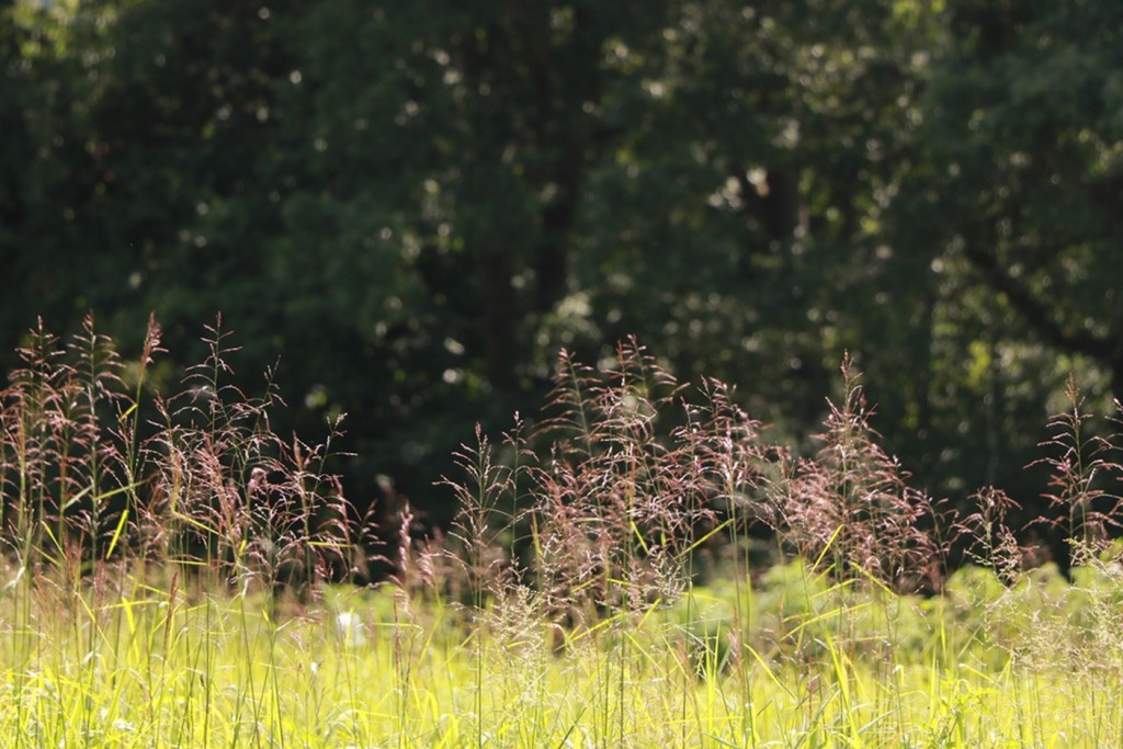 Lucas Forge, Custom Hunting Knives, Outdoor Knives, Hunting Knives, High Carbon Knives