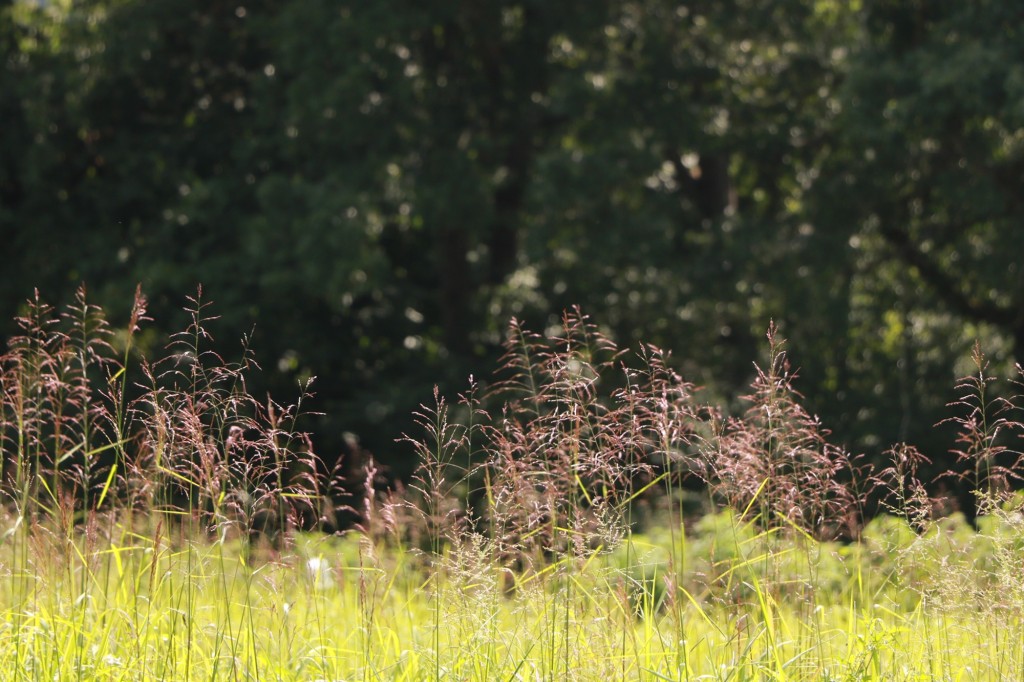 Lucas Forge, Custom Hunting Knives, Outdoor Knives, Hunting Knives, High Carbon Knives