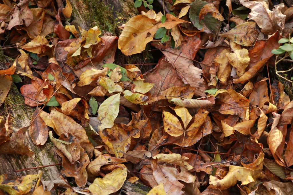 Custom Hunting Knives, Lucas Forge, Hunting Knives, Outdoor Knives, Bushcraft Knives