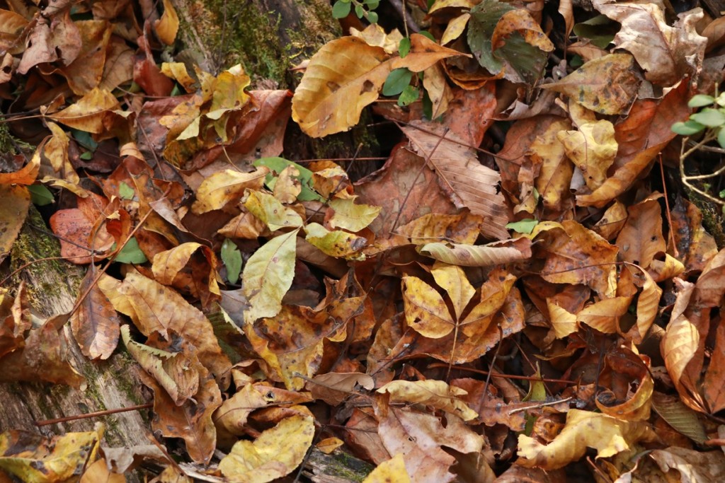 Custom Hunting Knives, Lucas Forge, Hunting Knives, Outdoor Knives, Bushcraft Knives