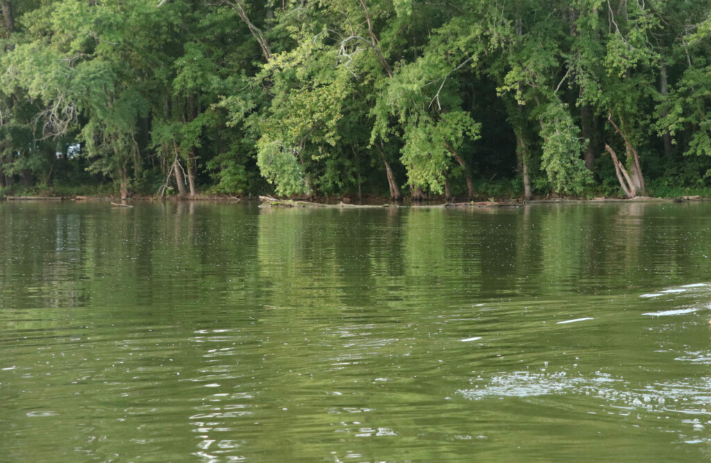 Lucas Forge, Custom Hunting Knives, High Carbon Knives, Fixed Blade Hunting Knives, Camp Knives, Outdoor Knives, Trade Knives