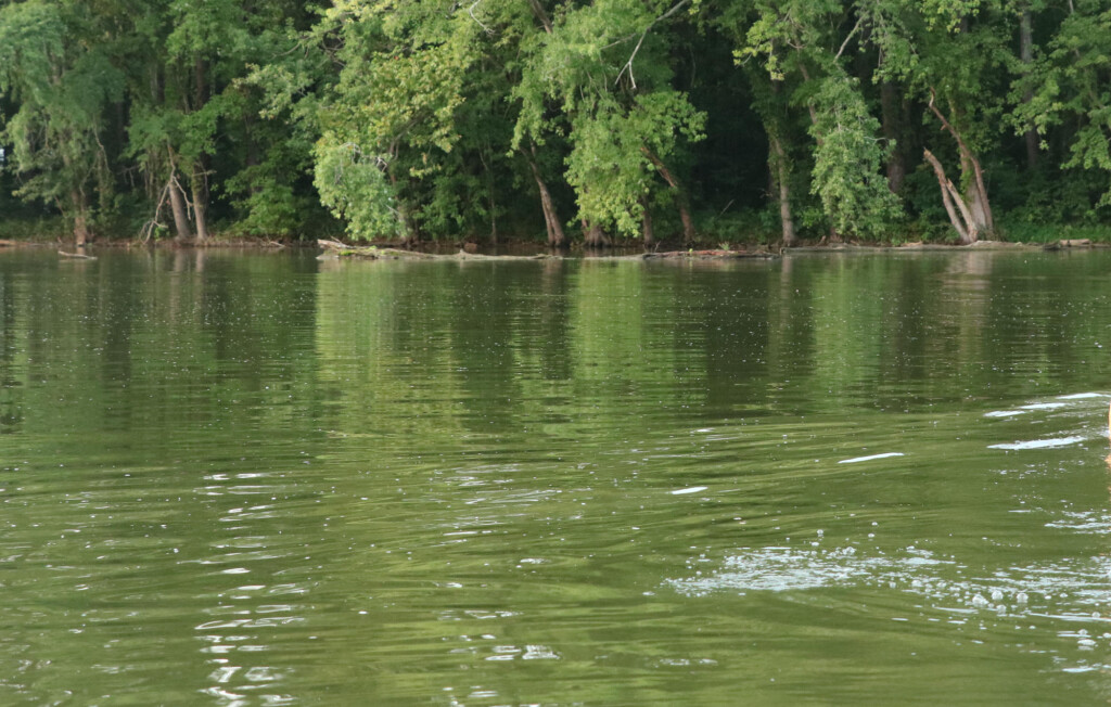 Lucas Forge, Custom Hunting Knives, High Carbon Knives, Fixed Blade Hunting Knives, Camp Knives, Outdoor Knives, Trade Knives