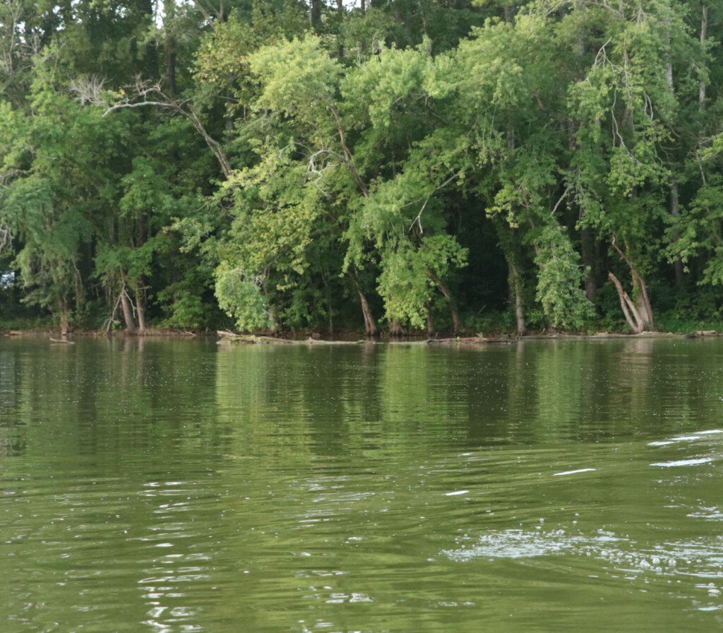 Lucas Forge, Custom Hunting Knives, High Carbon Knives, Fixed Blade Hunting Knives, Camp Knives, Outdoor Knives, Trade Knives