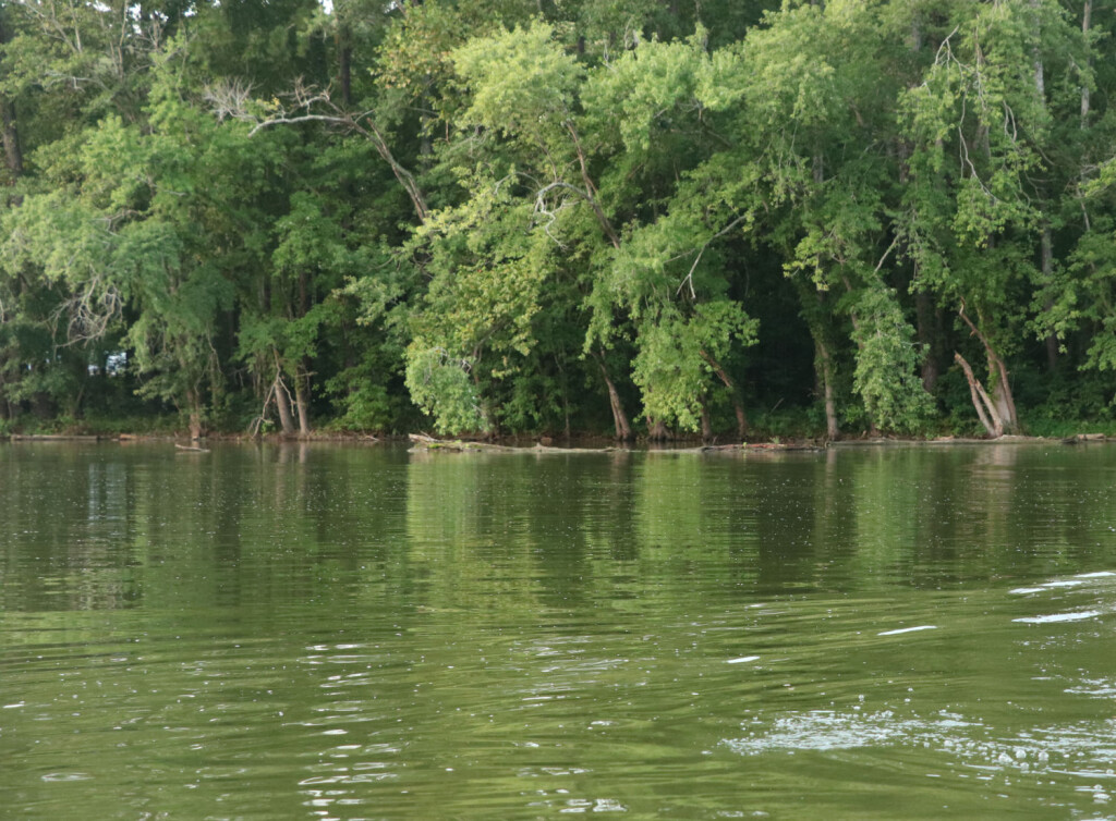 Lucas Forge, Custom Hunting Knives, High Carbon Knives, Fixed Blade Hunting Knives, Camp Knives, Outdoor Knives, Trade Knives