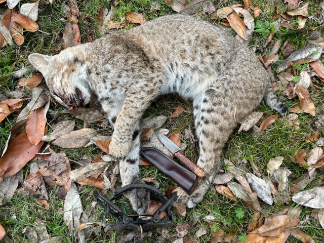 Traditional Archery, Lucas Forge, Primitive Archery, Deer Hunting Knife, Frontier Knives, Bobcat Trapping