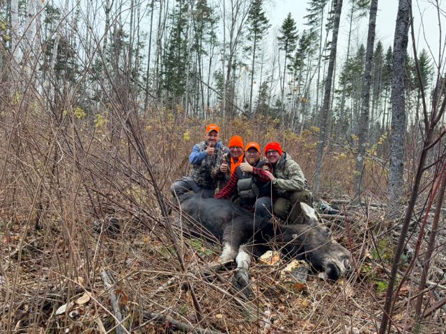 Bull Moose, Moose Hunting, Moose Hunting Knife, Kephart Knife, Kephart Jr. Knife, Lucas Forge, Custom Hunting Knives