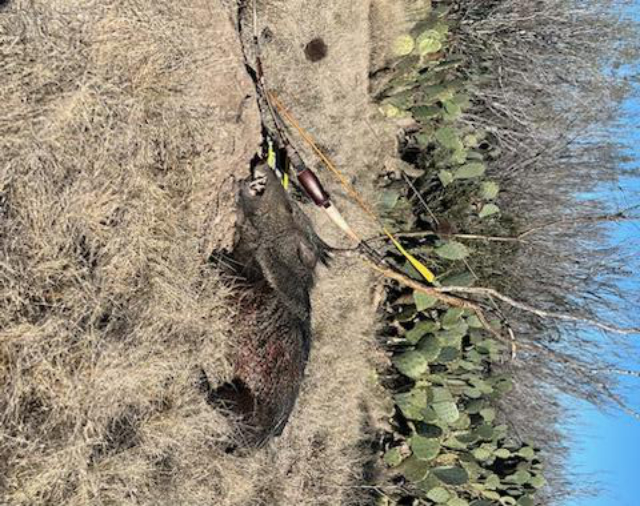 Hog Hunting Knife, Lucas Forge, Western Hog Hunting, Lucas Forge Hog Hunting Knife