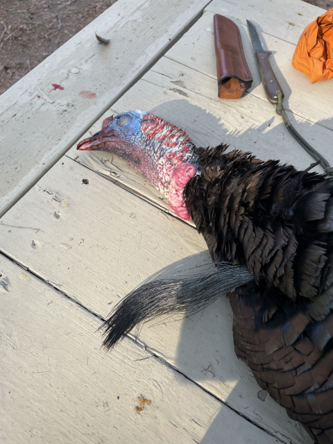 Turkey Hunting, Turkey Knife, ProSkinner Knife, Lucas Forge, Hunting Knives, Custom Hunting Knives, ProSkinner