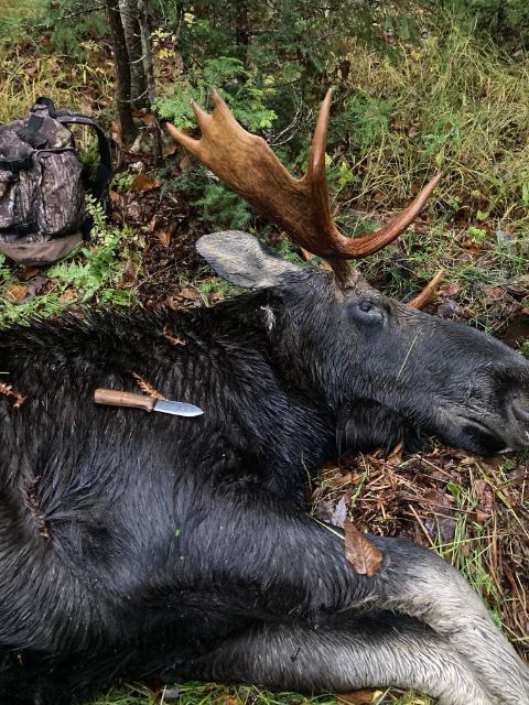 NH Bull Moose, NH Moose Hunting, Moose Hunting Knife, Kephart Knife, Kephart Jr. Knife, Lucas Forge, Custom Hunting Knives
